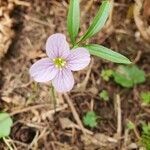 Cardamine nuttallii flower picture by Inge King (cc-by-sa)