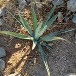 Agave americana leaf picture by Wendy Gabriela Martínez Jiménez (cc-by-sa)