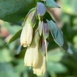 Cerinthe palaestina flower picture by Rina Jeger (cc-by-sa)