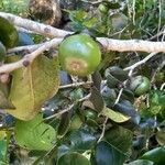 Diospyros egrettarum fruit picture by Carosin Jean Pierre (cc-by-sa)