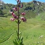 Lilium martagon habit picture by Eric Bossard (cc-by-sa)