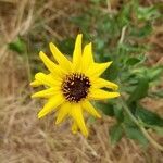 Encelia californica flower picture by cat grass (cc-by-sa)