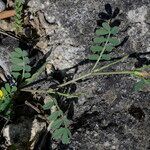 Hippocrepis unisiliquosa leaf picture by John Walsh (cc-by-sa)