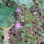 Erodium chium flower picture by Christian Devuyst (cc-by-sa)