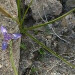 Moraea sisyrinchium leaf picture by Abdul Ghaffar (cc-by-sa)