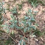 Polygonum maritimum habit picture by Diego Alex (cc-by-sa)