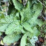 Borago pygmaea leaf picture by Alain Lagrave (cc-by-sa)