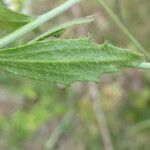 Arabidopsis thaliana leaf picture by Llandrich anna (cc-by-sa)