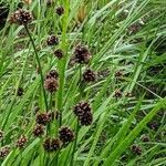 Juncus ensifolius flower picture by Rod Grad (cc-by-sa)