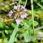 Thymus pulegioides flower picture by Jani Zadrgal (cc-by-sa)