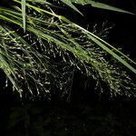 Panicum aquaticum flower picture by Nelson Zamora Villalobos (cc-by-nc)