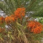 Phoenix sylvestris fruit picture by Swastik Brahma Hota (cc-by-sa)