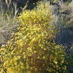 Genista umbellata (l'hér.) habit picture by Mael Taupin (cc-by-sa)