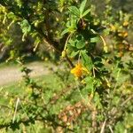 Berberis microphylla flower picture by Senger Mario (cc-by-sa)