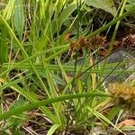 Carex otrubae leaf picture by alain croibien (cc-by-sa)