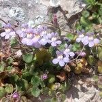 Cymbalaria aequitriloba flower picture by Avetrani Paolo (cc-by-sa)