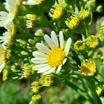 Senecio bonariensis flower picture by Trap Hers (cc-by-sa)