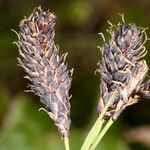 Carex atrata fruit picture by Martin Bishop (cc-by-sa)