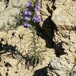 Campanula speciosa habit picture by Denis Bastianelli (cc-by-sa)