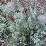 Festuca ovina habit picture by Sabina Hartmann (cc-by-sa)