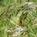 Festuca eskia flower picture by mike (cc-by-sa)