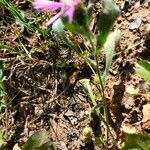 Centaurea pullata habit picture by Maarten Vanhove (cc-by-sa)