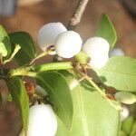 Chiococca alba fruit picture by Nelson Zamora Villalobos (cc-by-nc)