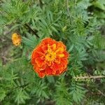 Tagetes erecta flower picture by Emanuele (cc-by-sa)