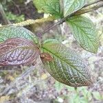 Cotoneaster bullatus leaf picture by Trevisan Marco (cc-by-sa)