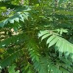 Rhus typhina habit picture by grutz (cc-by-sa)