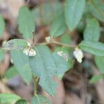 Leucothoe axillaris flower picture by Maarten Vanhove (cc-by-sa)