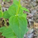 Houstonia purpurea leaf picture by Bruce Winter (cc-by-sa)