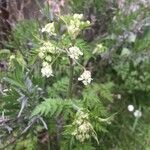 Anthriscus sylvestris flower picture by gourdeu (cc-by-sa)