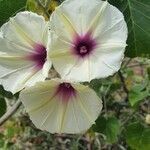 Ipomoea spathulata flower picture by susan brown (cc-by-sa)