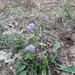 Globularia bisnagarica flower picture by gerard Persico (cc-by-sa)