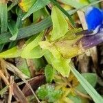 Gentiana nivalis leaf picture by Jani Zadrgal (cc-by-sa)