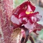 Orobanche variegata flower picture by Sergio costantini (cc-by-sa)