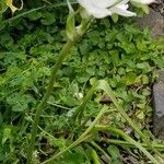 Ornithogalum arabicum habit picture by ian connop (cc-by-sa)