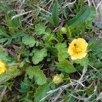 Geum montanum habit picture by Manuëlle (cc-by-sa)