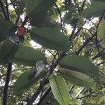 Dipterocarpus costulatus leaf picture by Pierre Bonnet (cc-by-sa)