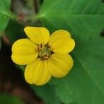 Chrysogonum virginianum flower picture by Keith Solademi (cc-by-sa)