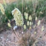 Phalaris aquatica flower picture by cuevas jesus (cc-by-sa)