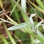 Xeranthemum cylindraceum leaf picture by Cornelia Kaya (cc-by-sa)