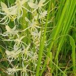 Habenaria helicoplectrum flower picture by susan brown (cc-by-sa)