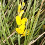 Genista ephedroides flower picture by Martin Bishop (cc-by-sa)