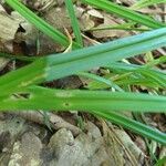 Carex pilosa leaf picture by klara kucerova (cc-by-sa)