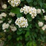 Spiraea trilobata flower picture by Matthias Foellmer (cc-by-sa)