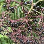 Sambucus canadensis fruit picture by Brianna Brinkley (cc-by-sa)