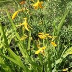 Crocosmia x crocosmiiflora flower picture by Celestine Bel (cc-by-sa)