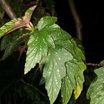 Begonia aconitifolia leaf picture by Calsaverini Rafael (cc-by-sa)